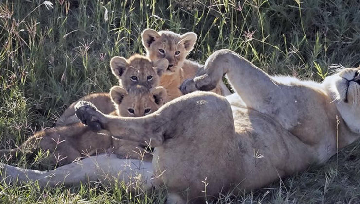 lion-in-Serengeri-5-days-safari-to-serengeti