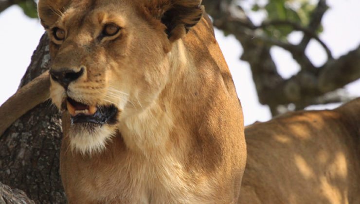 lion-in-serengeti