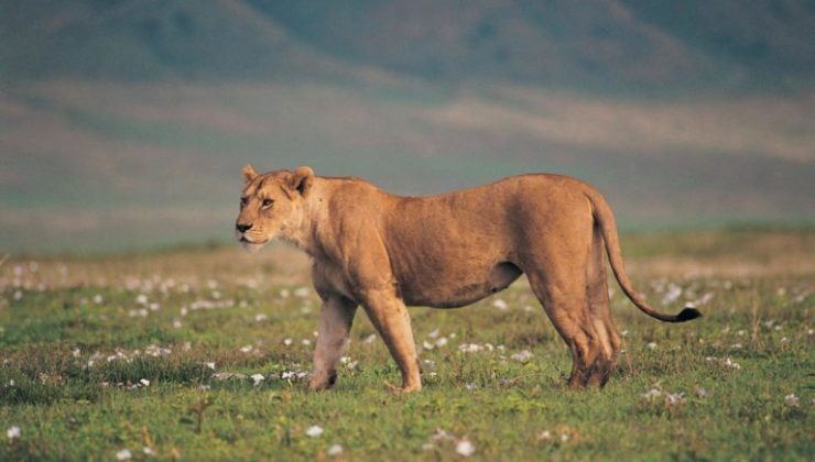 tanzania-game-drive-safari